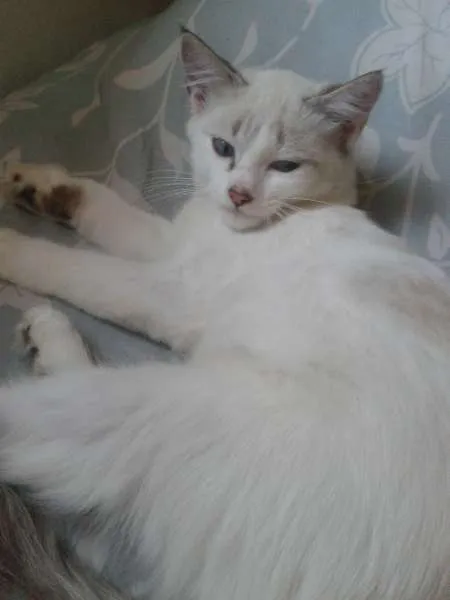 Gato ra a SRD idade 2 a 6 meses nome Nina