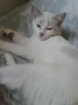 Nina