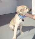 Bola