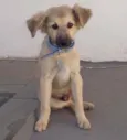 Bola
