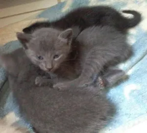 Gato raça  idade Abaixo de 2 meses nome Não definido