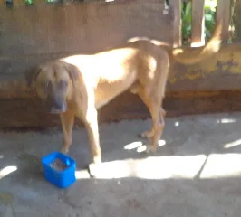 Cachorro raça fila idade 1 ano nome Thor