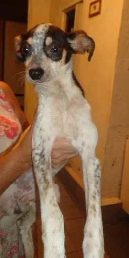 Cachorro raça  idade 1 ano nome Dalia