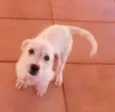 Adote