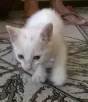 Gato raça SRD idade Abaixo de 2 meses nome Bianca