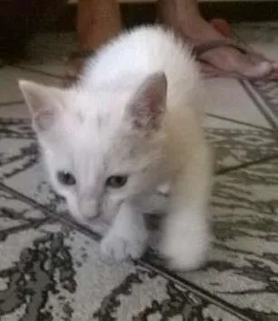 Gato raça SRD idade Abaixo de 2 meses nome Bianca