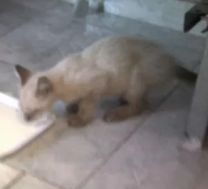 Gato raça srd idade 2 a 6 meses nome sem nome