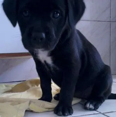 Cachorro ra a vira lata idade Abaixo de 2 meses nome kika