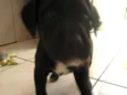 kika