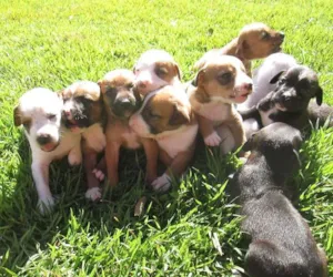 Cachorro raça dv idade  nome Vários filhotinhos