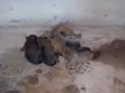 Filhotes raça pequena