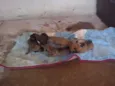 Filhotes raça pequena