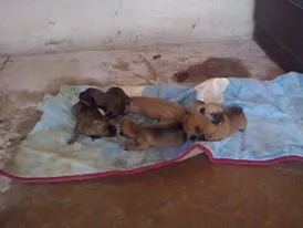 Cachorro ra a SRD idade  nome Filhotes raça pequena