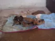 Filhotes raça pequena