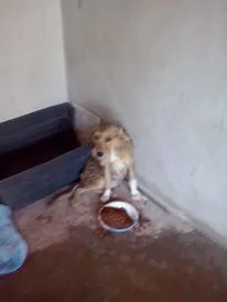 Cachorro ra a SRD idade  nome Filhotes raça pequena