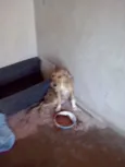 Filhotes raça pequena