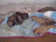Filhotes raça pequena
