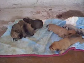 Cachorro ra a SRD idade  nome Filhotes raça pequena
