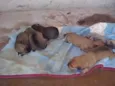 Filhotes raça pequena