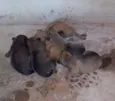 Filhotes raça pequena