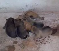 Cachorro ra a SRD idade  nome Filhotes raça pequena