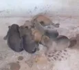 Filhotes raça pequena