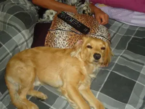 Cachorro raça SRD idade 2 anos nome Max