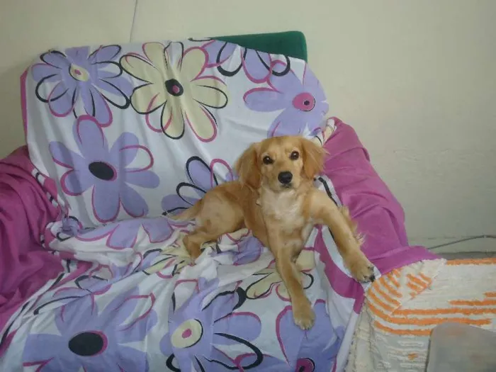 Cachorro ra a SRD idade 2 anos nome Max