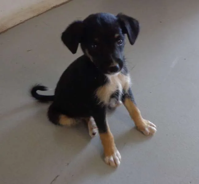 Cachorro ra a viralata idade 2 a 6 meses nome Lilica