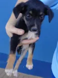 Lilica