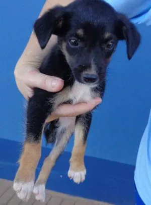 Cachorro raça viralata idade 2 a 6 meses nome Lilica