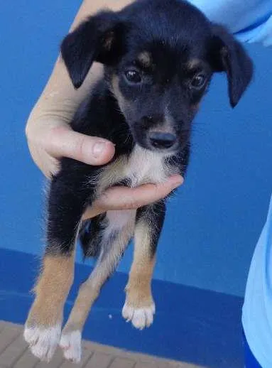 Cachorro ra a viralata idade 2 a 6 meses nome Lilica