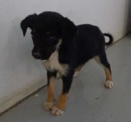Cachorro ra a viralata idade 2 a 6 meses nome Lilica