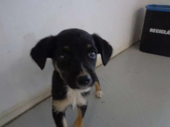 Cachorro ra a viralata idade 2 a 6 meses nome Lilica