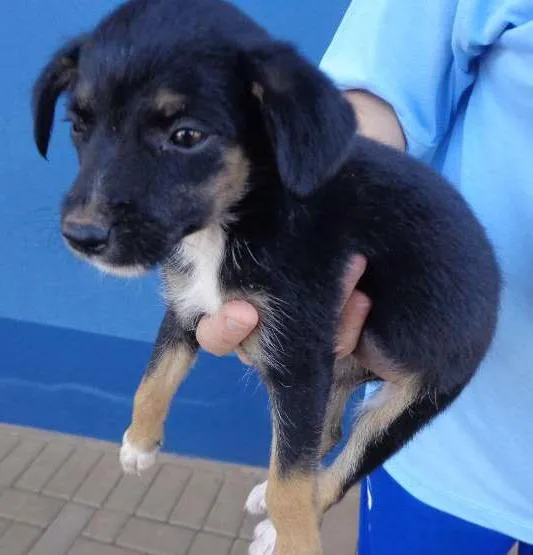Cachorro ra a viralata idade 2 a 6 meses nome Lilica