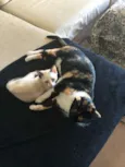 Tricolor