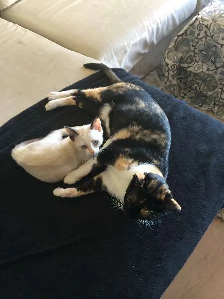Gato ra a SRD idade 1 ano nome Tricolor