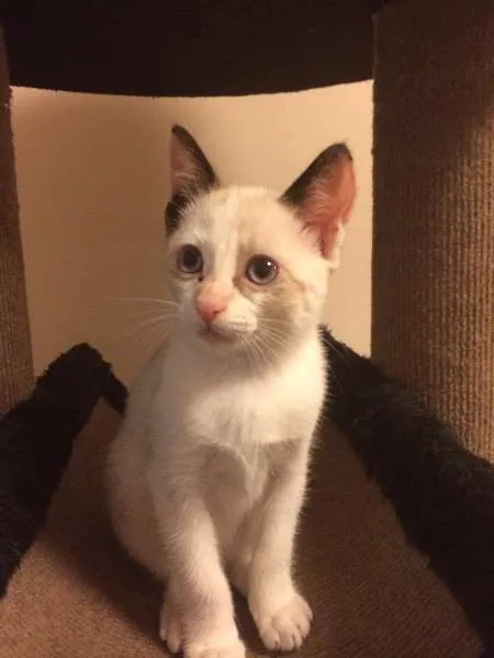Gato ra a SRD idade 1 ano nome Tricolor