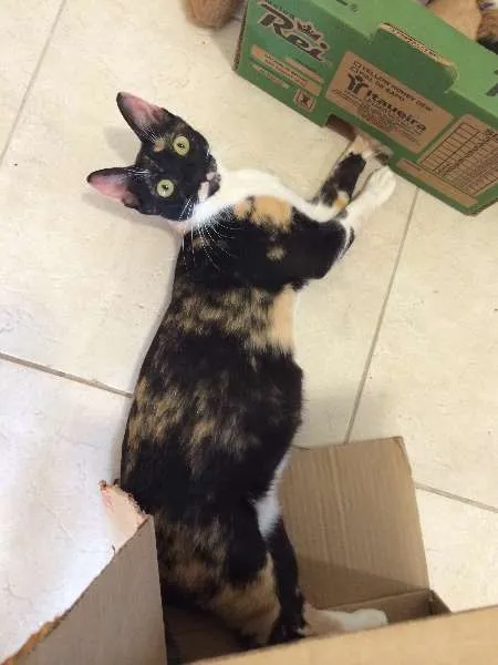 Gato ra a SRD idade 1 ano nome Tricolor