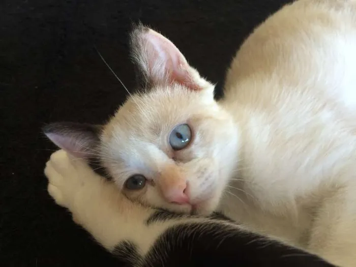 Gato ra a SRD idade 1 ano nome Tricolor