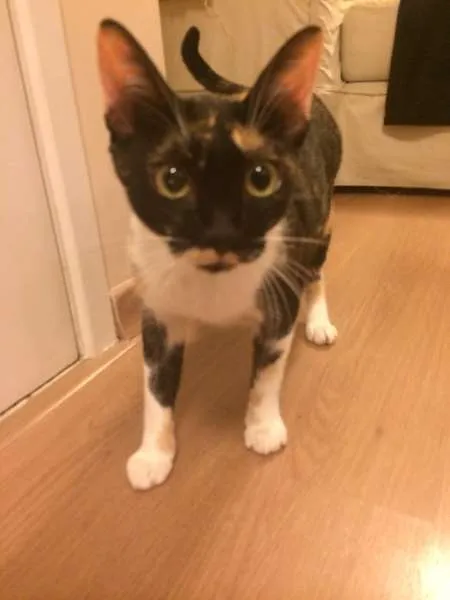 Gato ra a SRD idade 1 ano nome Tricolor
