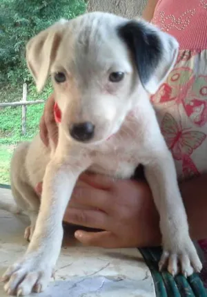 Cachorro raça srd idade Abaixo de 2 meses nome filhotes