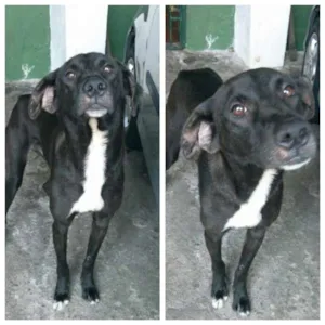 Cachorro raça vira lata idade 1 ano nome preto