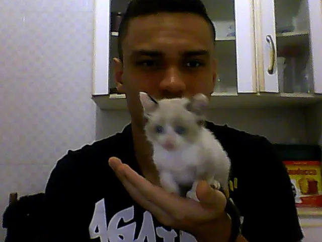 Gato ra a vira lata idade Abaixo de 2 meses nome yasmin