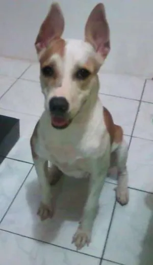 Cachorro raça Pit-Bull Raciado idade 2 anos nome Nina