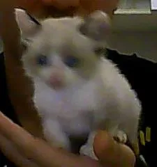 Gato ra a vira lata idade Abaixo de 2 meses nome yasmin