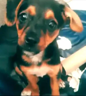 Cachorro raça Vira Lata idade 2 a 6 meses nome Bibi