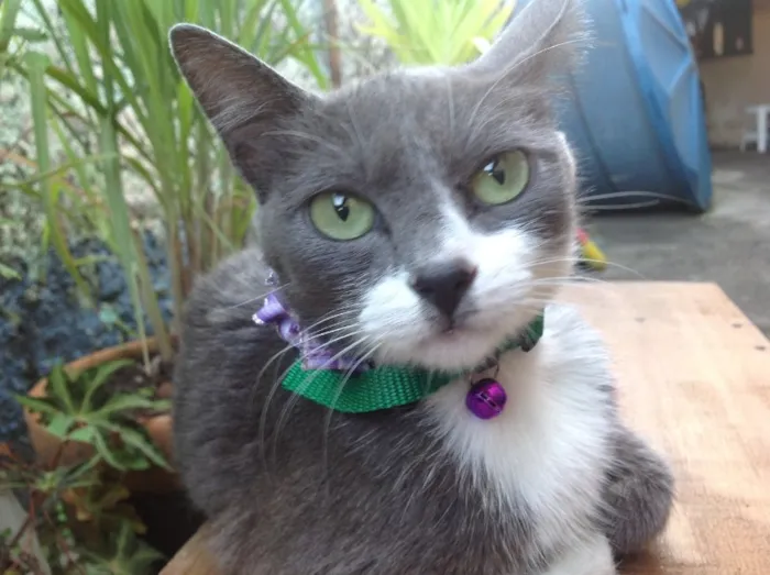 Gato ra a Não sei idade 1 ano nome Não Sei (chamo de C