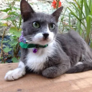 Gato raça Não sei idade 1 ano nome Não Sei (chamo de C