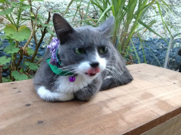 Gato ra a Não sei idade 1 ano nome Não Sei (chamo de C